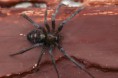 /album/theridiidae/steatoda-grossa-m1-jpg/